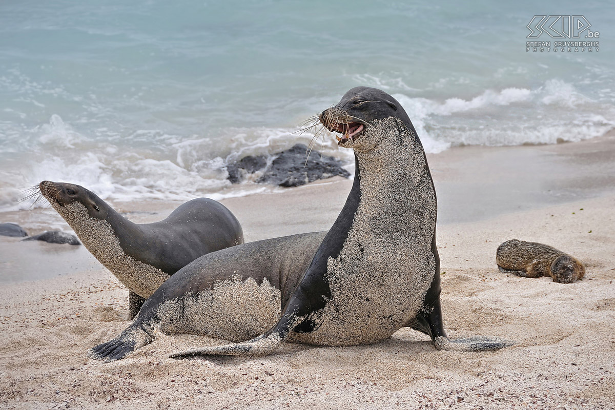 Galapagos - San Cristobal - Playa Carola - Zeeleeuwen Een actieve mannetjes zeeleeuw die zijn harem van vrouwtjes en jongen wil beschermen op een strand op van het eiland San Cristobal. Stefan Cruysberghs